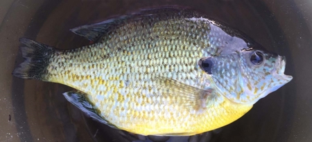 71 Private Lakefront Acres-Hunt-Fish-Camp-Build - image 9