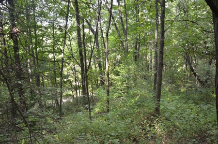 71 Private Lakefront Acres-Hunt-Fish-Camp-Build - image 6