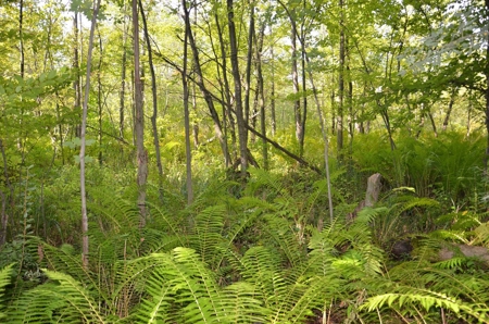 71 Private Lakefront Acres-Hunt-Fish-Camp-Build - image 4