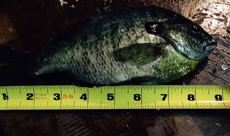 71 Private Lakefront Acres-Hunt-Fish-Camp-Build - image 8