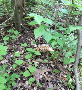 71 Private Lakefront Acres-Hunt-Fish-Camp-Build - image 10