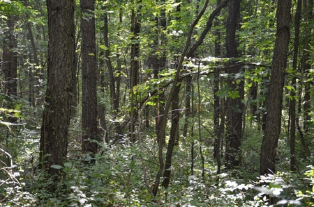 71 Private Lakefront Acres-Hunt-Fish-Camp-Build - image 3