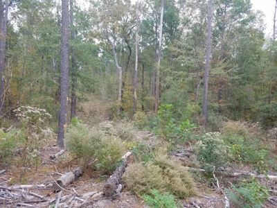 22 Acres On Sam Rayburn Lake Front On Hiway 83 Near Pineland - image 13