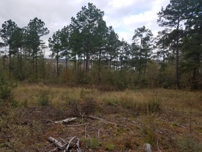 22 Acres On Sam Rayburn Lake Front On Hiway 83 Near Pineland - image 12