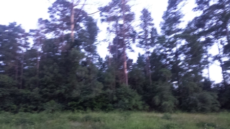 22 Acres On Sam Rayburn Lake Front On Hiway 83 Near Pineland - image 4
