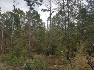 22 Acres On Sam Rayburn Lake Front On Hiway 83 Near Pineland - image 14