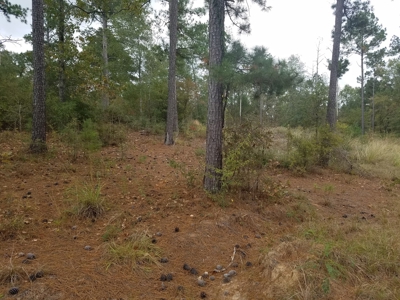 22 Acres On Sam Rayburn Lake Front On Hiway 83 Near Pineland - image 11