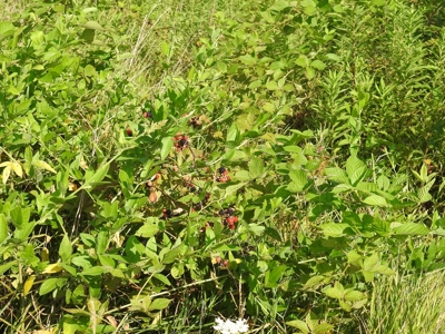 Murdock Land Auction - image 34