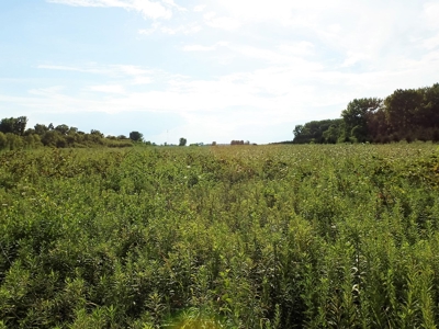 Murdock Land Auction - image 35