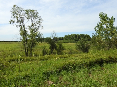 Murdock Land Auction - image 7