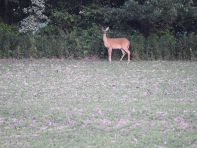 Murdock Land Auction - image 37