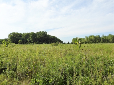 Murdock Land Auction - image 20