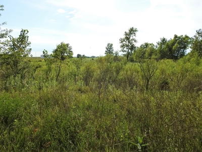 Murdock Land Auction - image 16