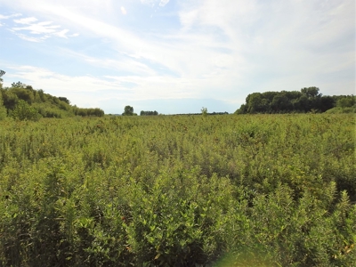 Murdock Land Auction - image 22