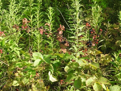 Murdock Land Auction - image 33