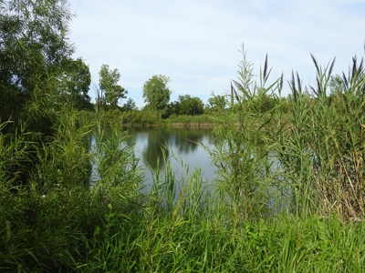Murdock Land Auction - image 4