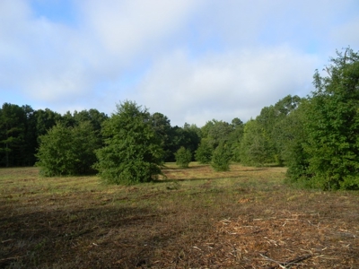 Auction 14.9 Acres on Parker Road Hartselle AL - image 10