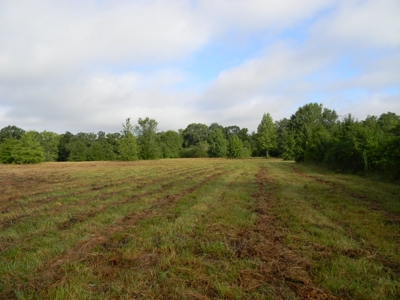 Auction 14.9 Acres on Parker Road Hartselle AL - image 15