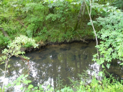 Auction 14.9 Acres on Parker Road Hartselle AL - image 4