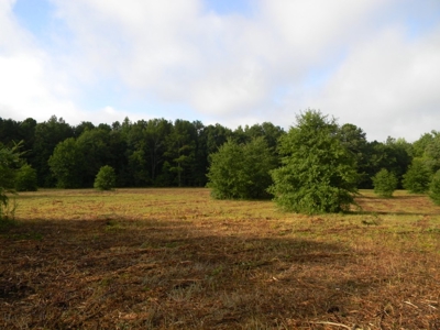 Auction 14.9 Acres on Parker Road Hartselle AL - image 11