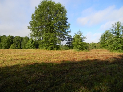 Auction 14.9 Acres on Parker Road Hartselle AL - image 26