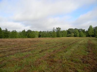 Auction 14.9 Acres on Parker Road Hartselle AL - image 16