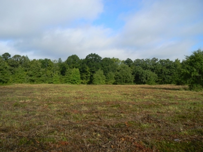 Auction 14.9 Acres on Parker Road Hartselle AL - image 14