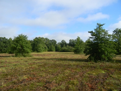 Auction 14.9 Acres on Parker Road Hartselle AL - image 13
