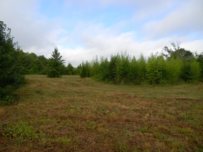 Auction 14.9 Acres on Parker Road Hartselle AL - image 18