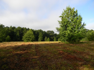 Auction 14.9 Acres on Parker Road Hartselle AL - image 1