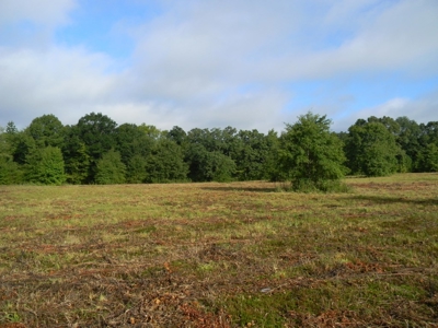 Auction 14.9 Acres on Parker Road Hartselle AL - image 12