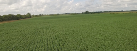 Grubel Farm Land Auction 85 Acres +/- Upper Sandusky, OH - image 5