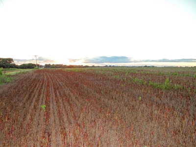 102± Acres of Farmland in Saline County, Kansas For Sale - image 5