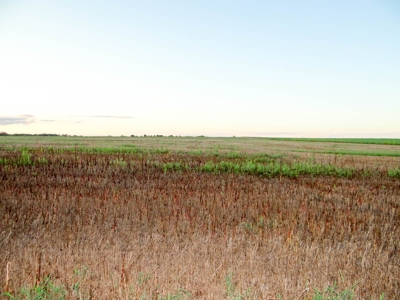 102± Acres of Farmland in Saline County, Kansas For Sale - image 4