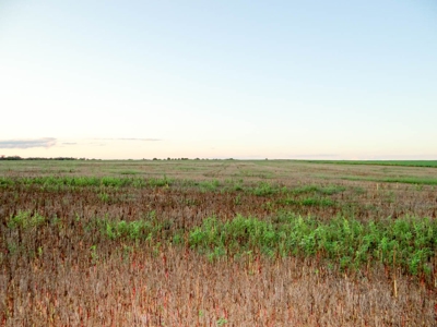 102± Acres of Farmland in Saline County, Kansas For Sale - image 6