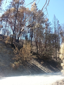 Gap Fire Timber Logging Property For Sale near Seiad Valley - image 3