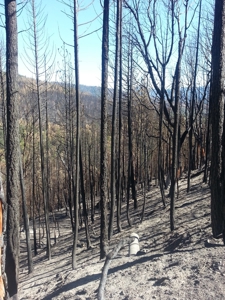 Gap Fire Timber Logging Property For Sale near Seiad Valley - image 4