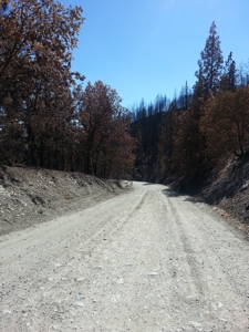 Gap Fire Timber Logging Property For Sale near Seiad Valley - image 5