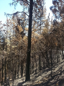 Gap Fire Timber Logging Property For Sale near Seiad Valley - image 1