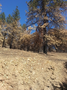 Seiad Valley Gap Fire Timber Property For Sale - image 6