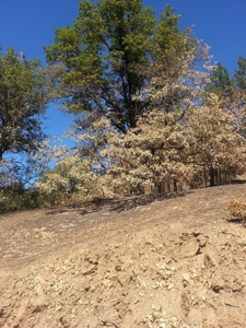 Seiad Valley Gap Fire Timber Property For Sale - image 4