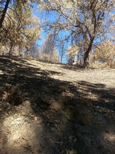 Seiad Valley Gap Fire Timber Property For Sale - image 2