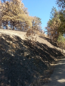 Seiad Valley Gap Fire Timber Property For Sale - image 7