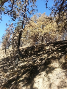 Seiad Valley Gap Fire Timber Property For Sale - image 3