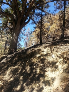 Seiad Valley Gap Fire Timber Property For Sale - image 1