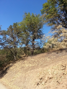 Seiad Valley Gap Fire Timber Property For Sale - image 5