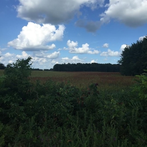 Income producing duck hunting land - image 1