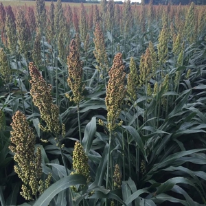 Income producing duck hunting land - image 2