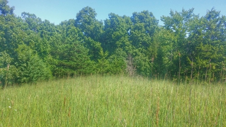 Decatur County, Iowa  Hunting Land for Sale at Auction - image 2