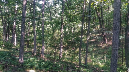 Decatur County, Iowa  Hunting Land for Sale at Auction - image 11
